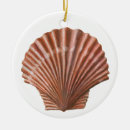 Search for shells ornaments Scallop shell