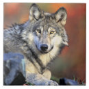 Recherche de mammifères carreaux Loup