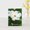 Recherche de cosmos vœux cartes Floral