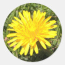 Search for yellow dandelions stickers Floral