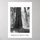 Search for sequoia art Trees