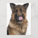 Recherche de petit berger cartes postales Chien