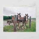 Search for hitching postcards Amish
