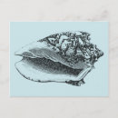 Search for seashell decor postcards Coastal