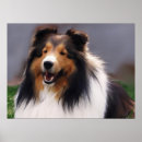 Search for shelti posters Cute