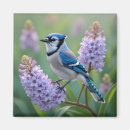 Search for jay magnets Bird