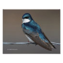 Recherche de oiseaux sur un fil posters Bleu