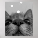 Search for mini poster postcards Cat