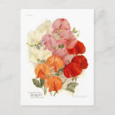 Search for sweet pea flowers postcards Botanical