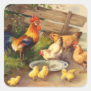 Recherche de poulet vintage autocollants Coq