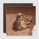 Search for photography business stationery Funny