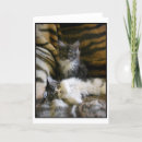 Recherche de maine coon cards Mignon