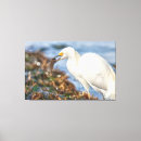 Search for egrets canvas prints Coastal