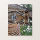 Recherche de tigre de bengale puzzles Faune