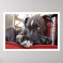 Search for pit bull puppy posters Black