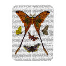 Recherche de mite magnets Papillon