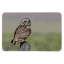 Search for owl ears magnets Bird
