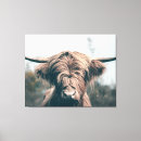 Search for highland cow canvas prints Scotland