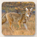 Search for canis Fur