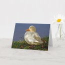 Search for white duck cards Wildlife
