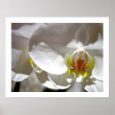 Recherche de orchidées blanches art Tropical
