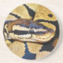 Search for python coasters Snake