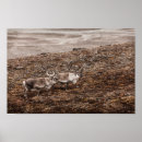 Recherche de reindeer posters Rudolph