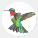 Search for ruby throated stickers Birds
