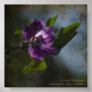 Recherche de malva posters Botanique