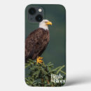 Search for bald eagle cases Birds of prey