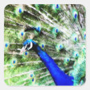 Search for blue peafowl stickers Green