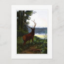 Recherche de wapiti cartes postales Faune
