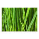 Recherche de plantes vertes posters La nature