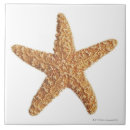 Search for starfish tiles Sealife