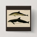 Recherche de orques badges Dauphins