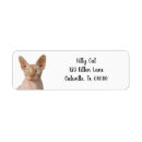 Search for sphynx cat return address labels Kitten