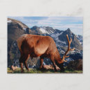 Recherche de élan cartes postales Animal