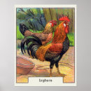 Recherche de vintage rooster posters Hen