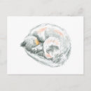 Recherche de siestes cartes postales Sieste de chat