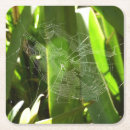 Recherche de arachnide dessous de verres Pour tous
