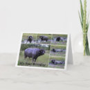 Search for buffalo birthday cards Humour