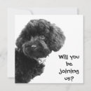 Recherche de poodle invitations Mignon