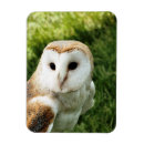 Recherche de owl magnets Mignon