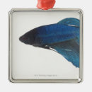 Search for betta fish ornaments Blue