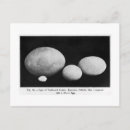 Search for extinction postcards Bird