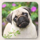 Search for pug coasters Puppy