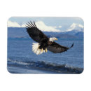 Search for haliaeetus magnets Alaska