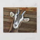 Recherche de chèvres mignonnes cartes postales Chèvre domestique