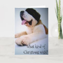 Recherche de saint bernard cards Amoureux des chiens