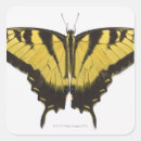 Search for swallowtail stickers Nature